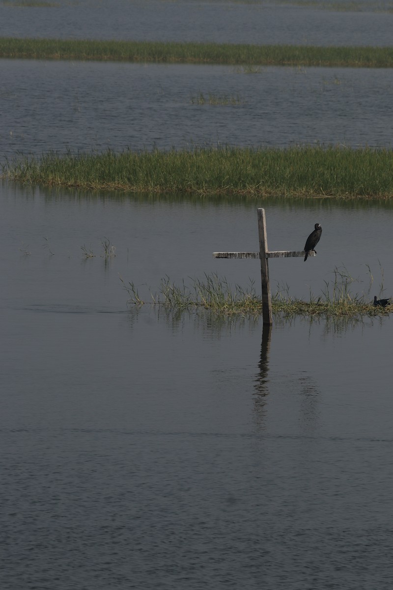 Little Cormorant - ML627086810
