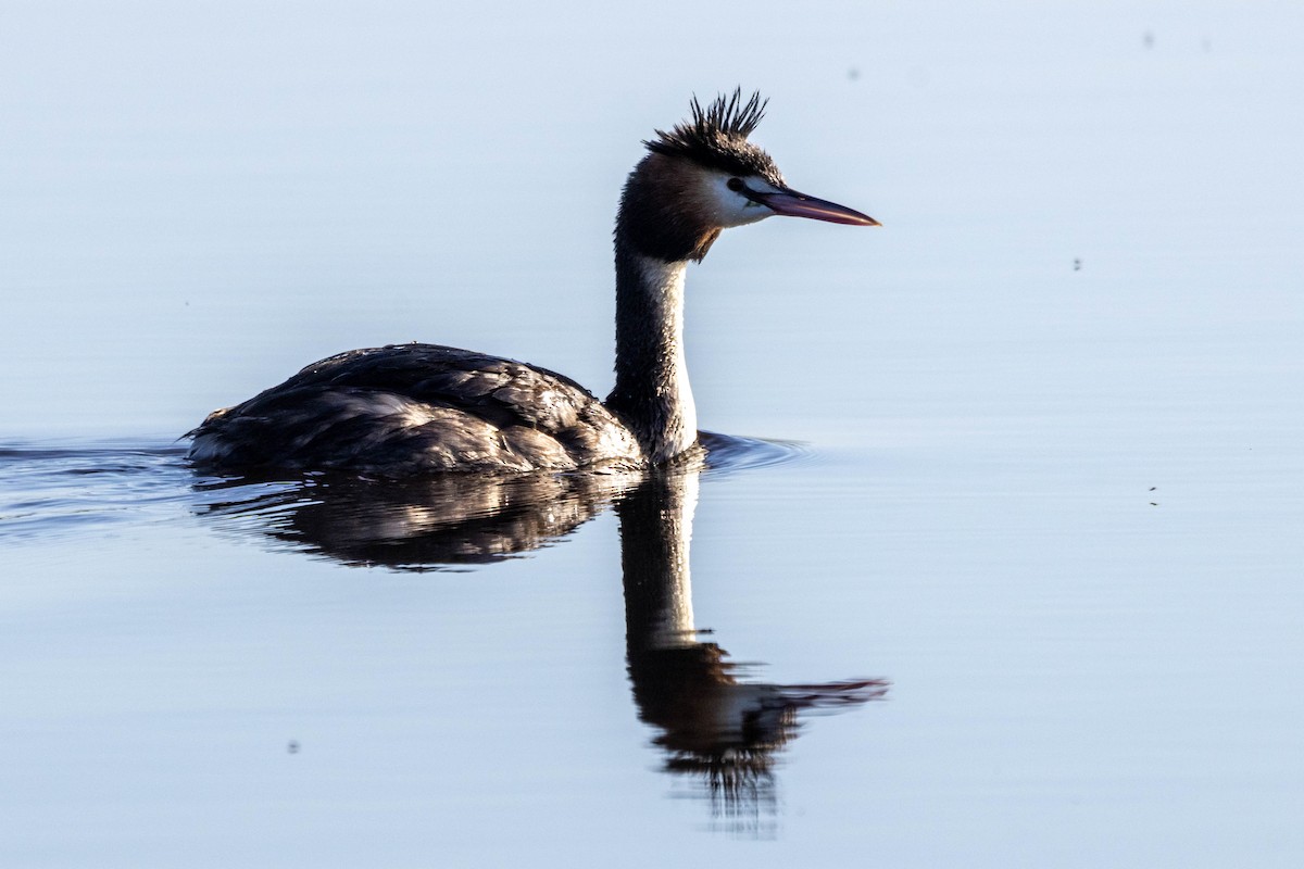 Great Crested Grebe - ML627086901