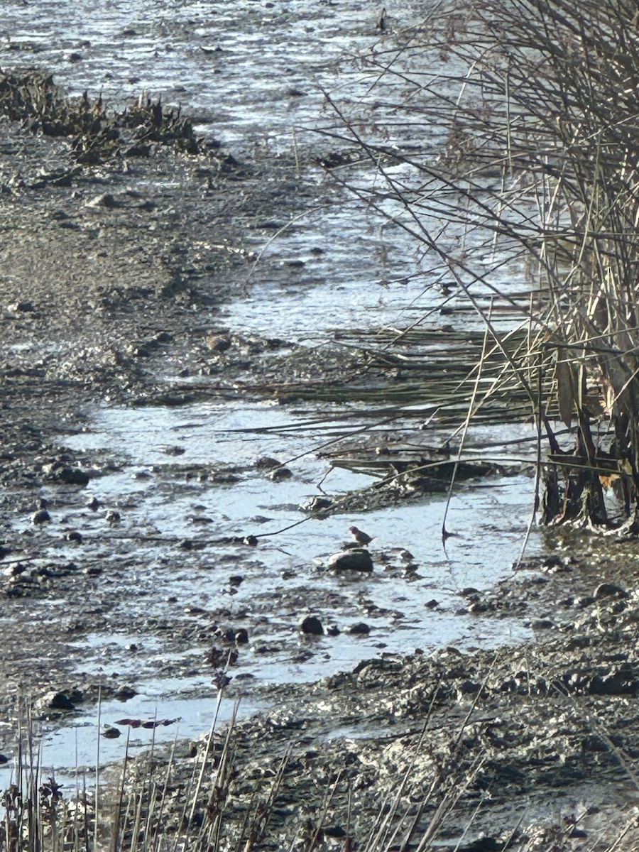 Nelson's Sparrow - ML627086935