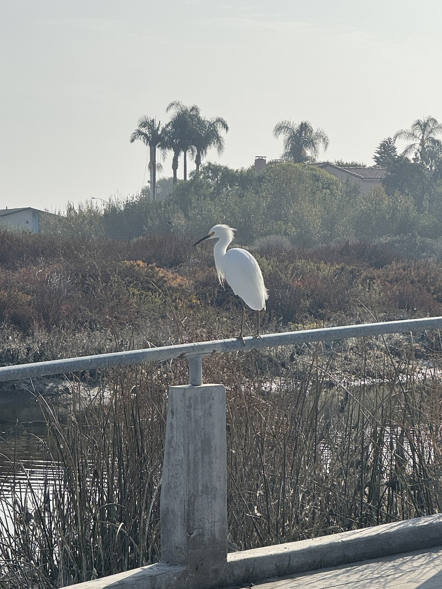 Snowy Egret - ML627086948