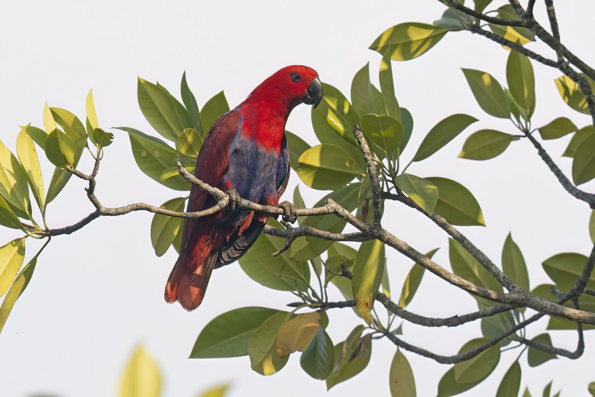Papuan Eclectus - ML627086997