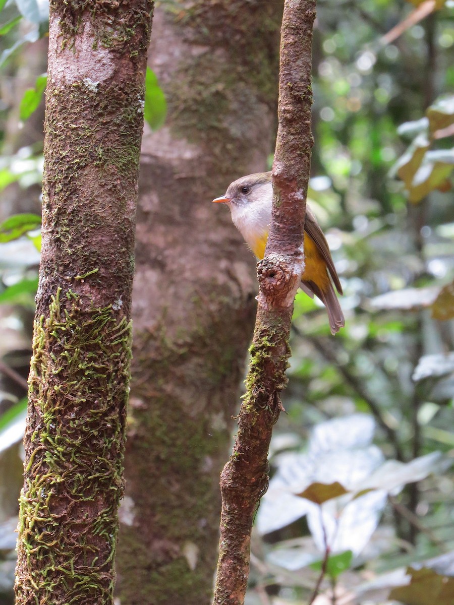 Yellow-bellied Flyrobin - ML627087108