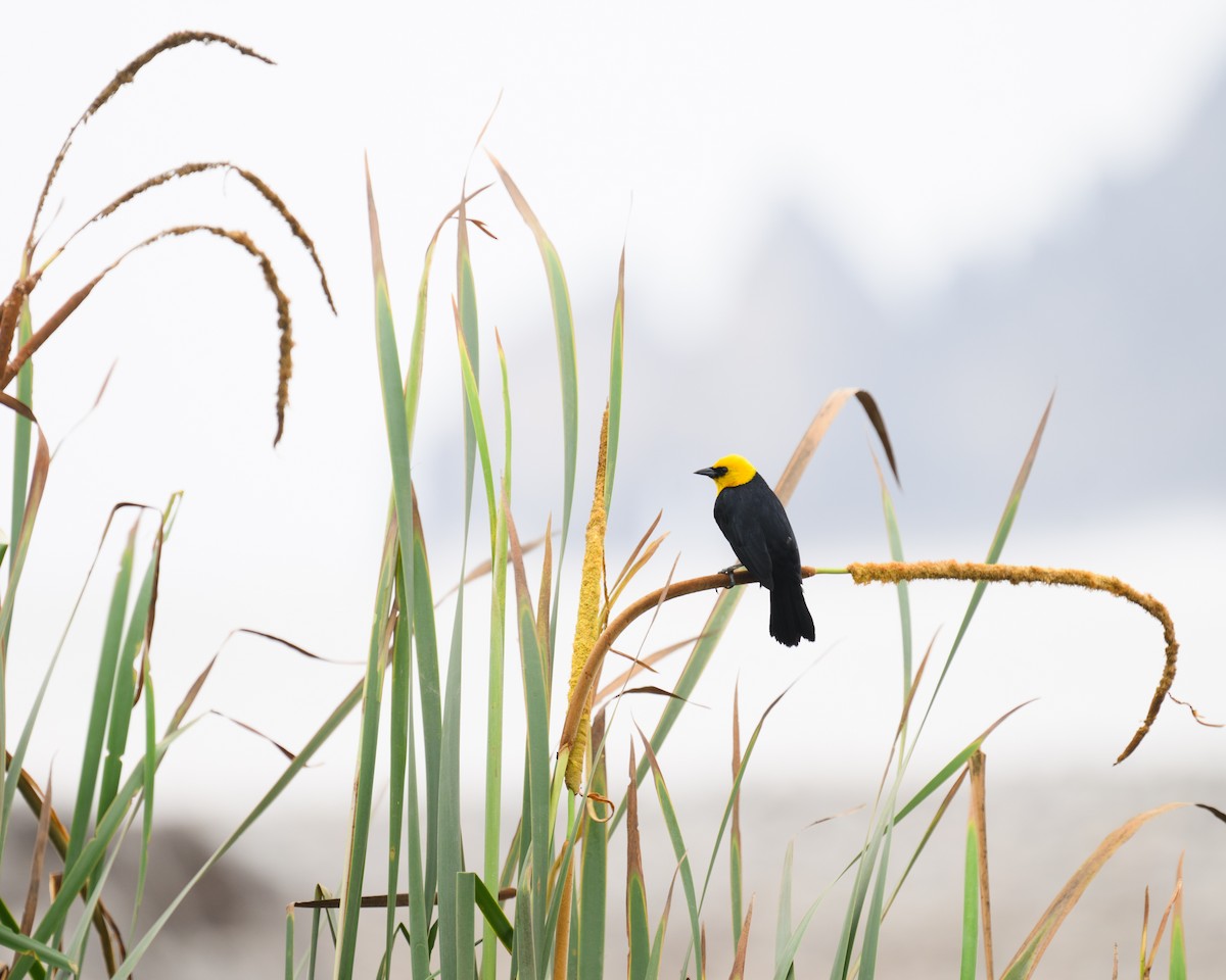 Yellow-hooded Blackbird - ML627087140