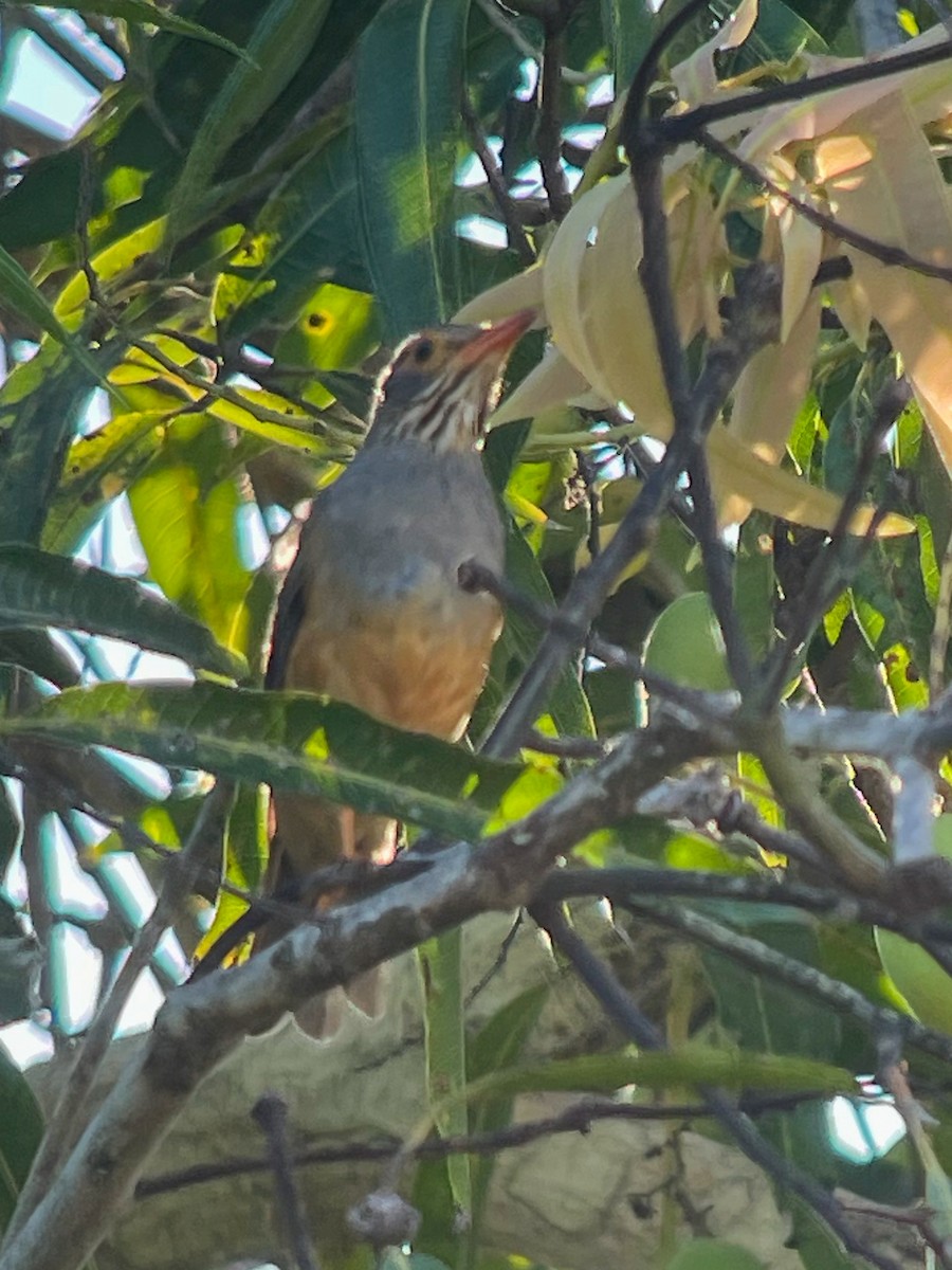 African Bare-eyed Thrush - ML627087363