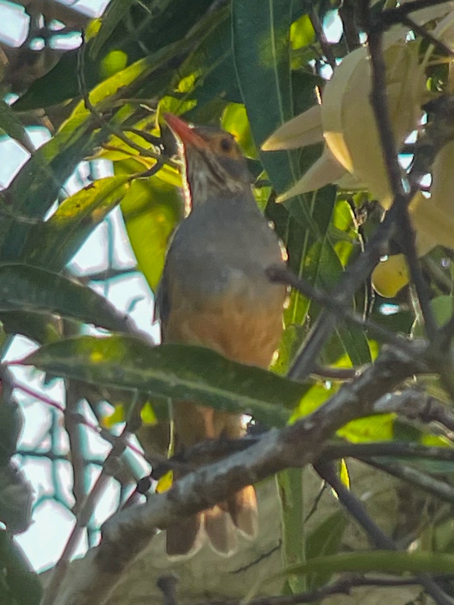 African Bare-eyed Thrush - ML627087364