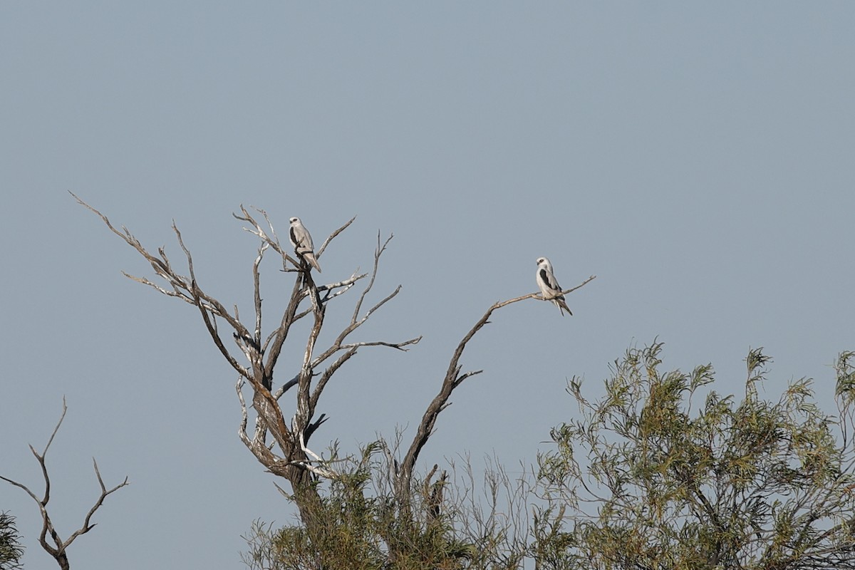 Letter-winged Kite - ML627087405