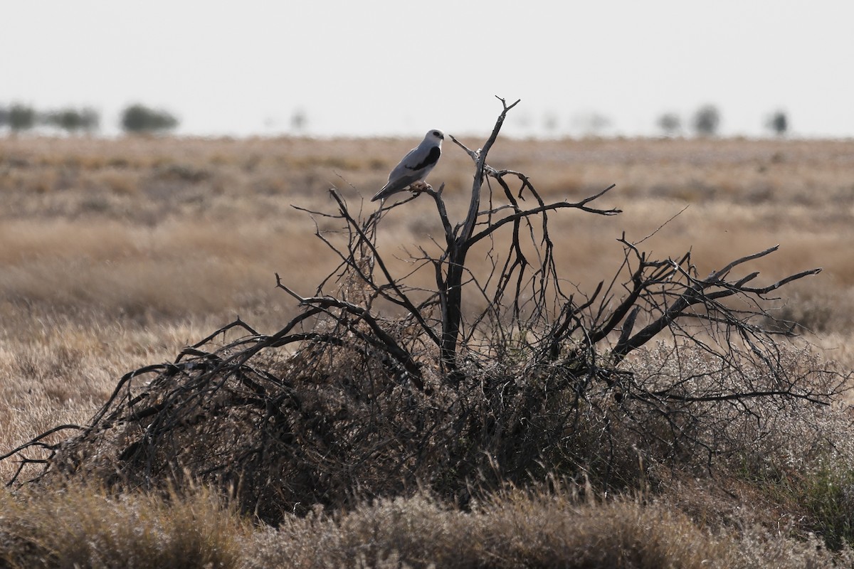 Letter-winged Kite - ML627087408