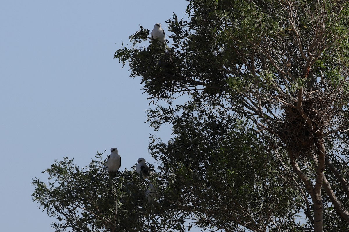 Letter-winged Kite - ML627087411