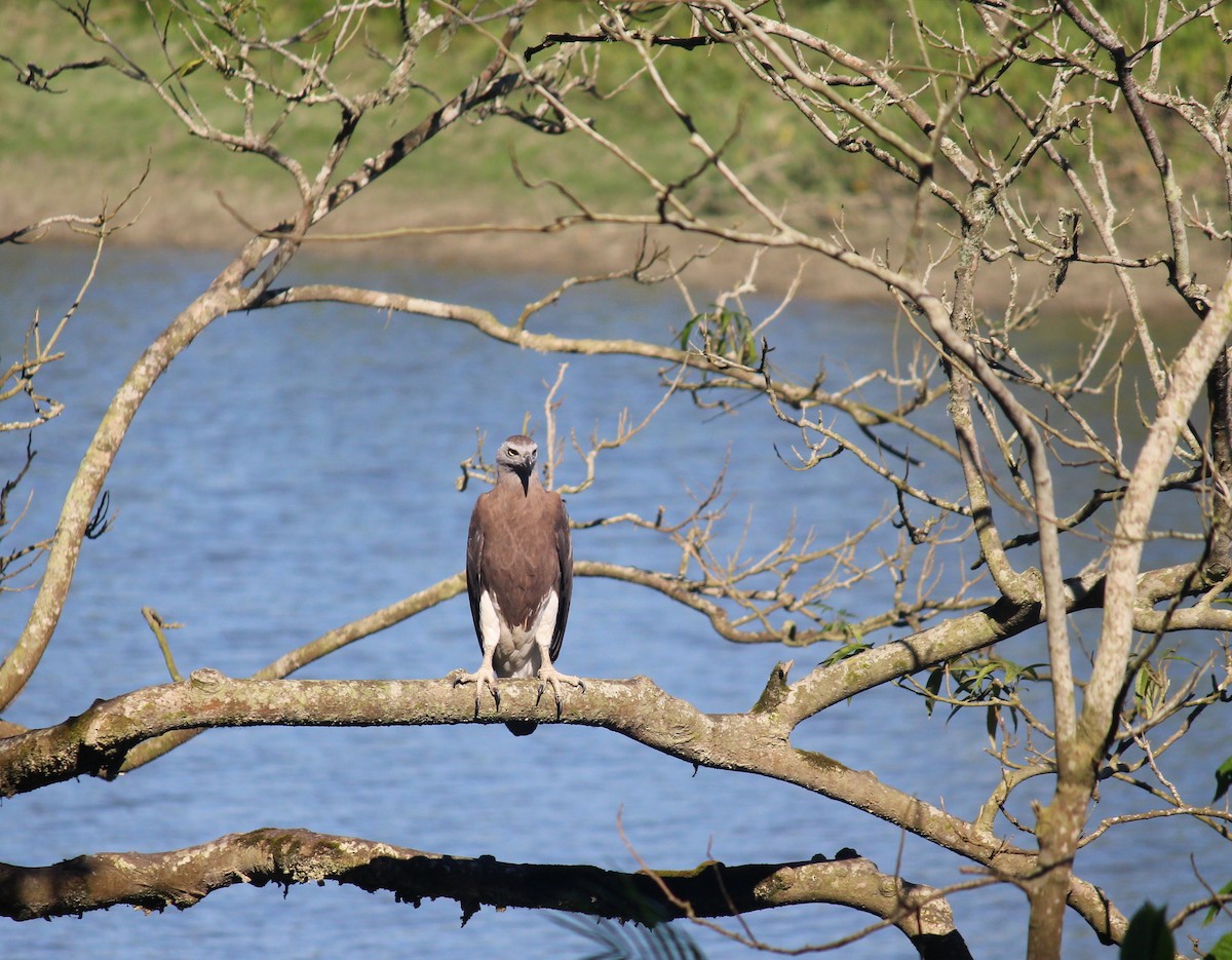 Gray-headed Fish-Eagle - ML627087478