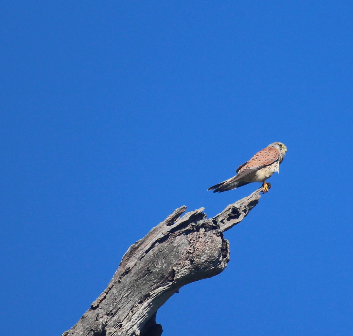 Eurasian Kestrel - ML627087486