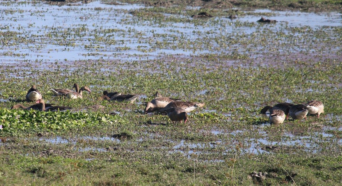 Graylag Goose - ML627087500