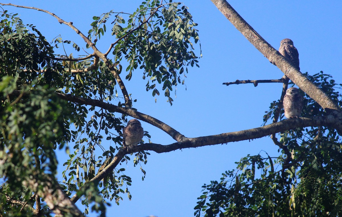 Spotted Owlet - ML627087519