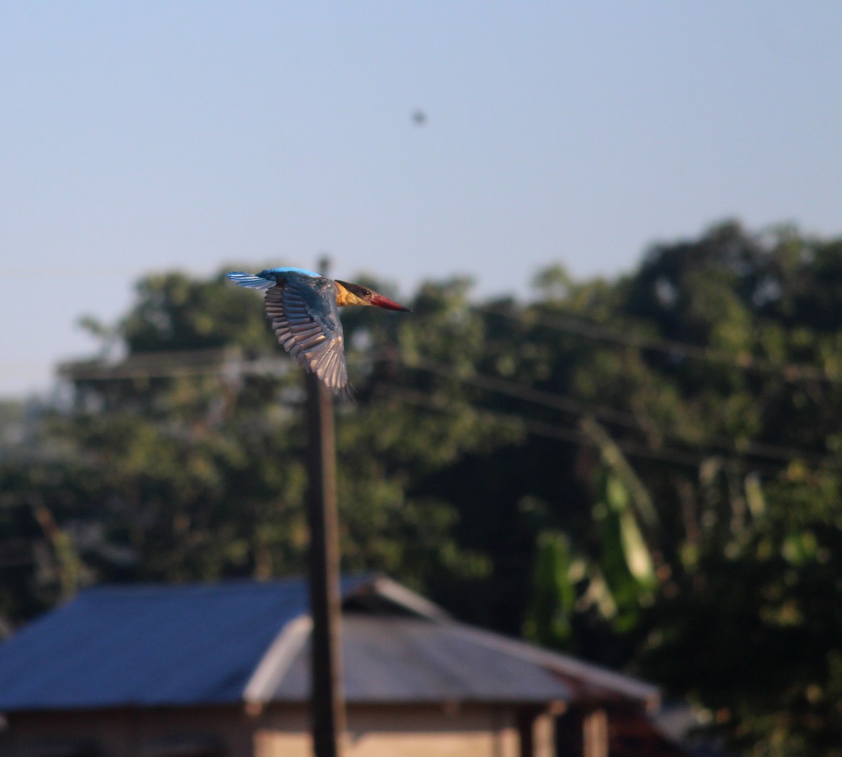 Stork-billed Kingfisher - ML627087522