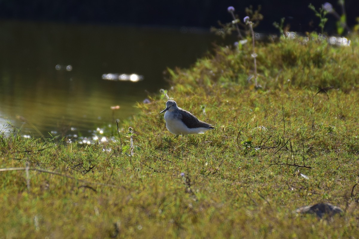 Common Greenshank - ML627087523