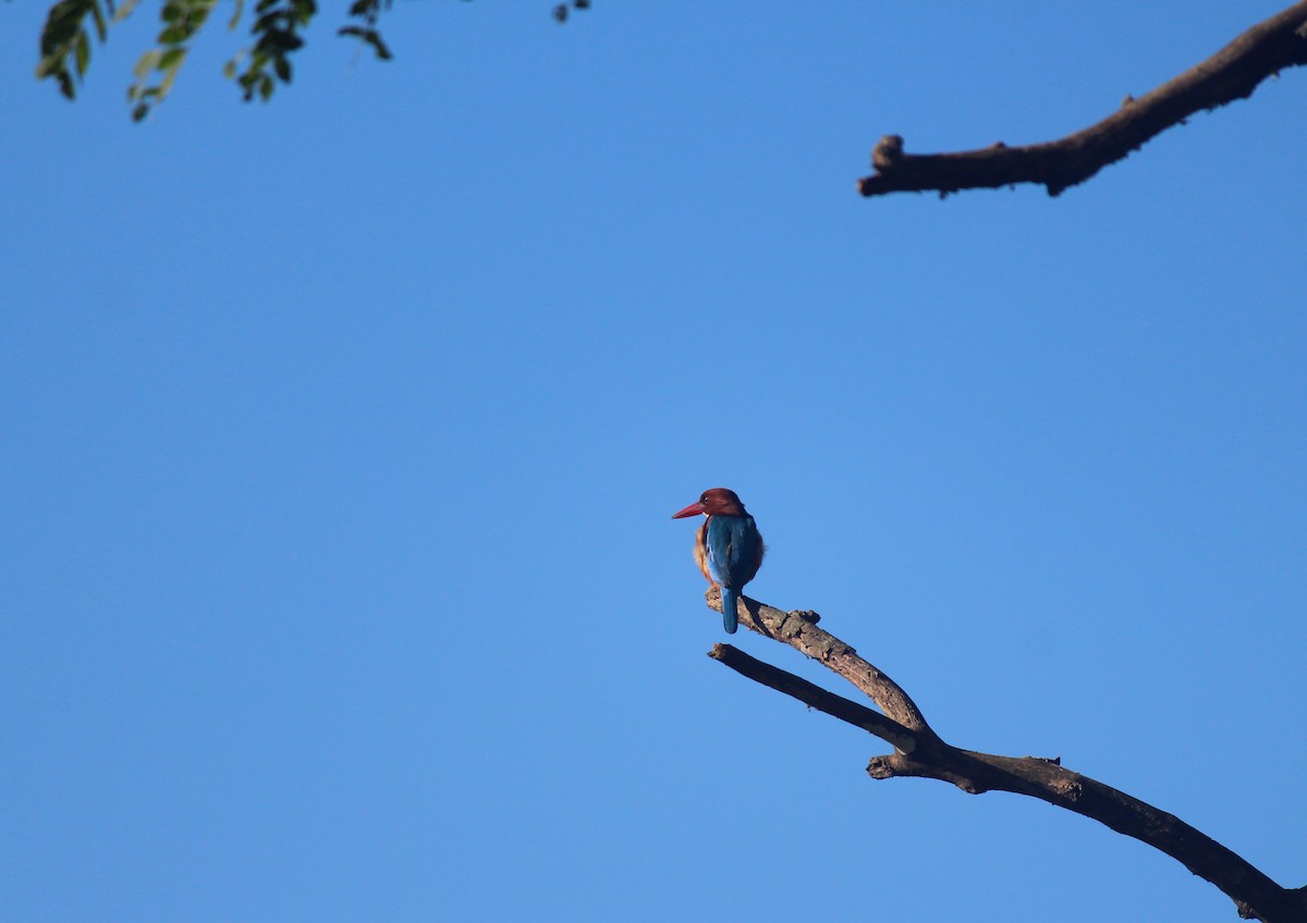 White-throated Kingfisher - ML627087524