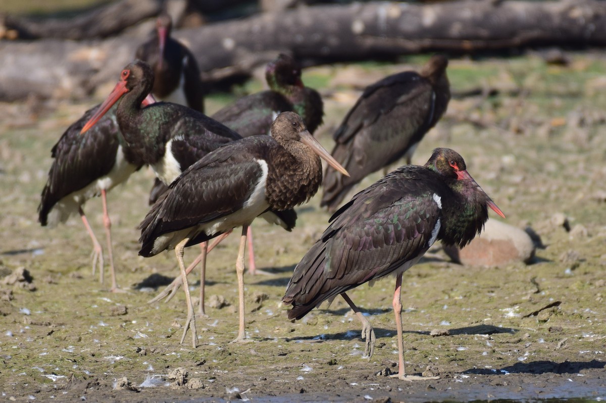 Black Stork - ML627087525