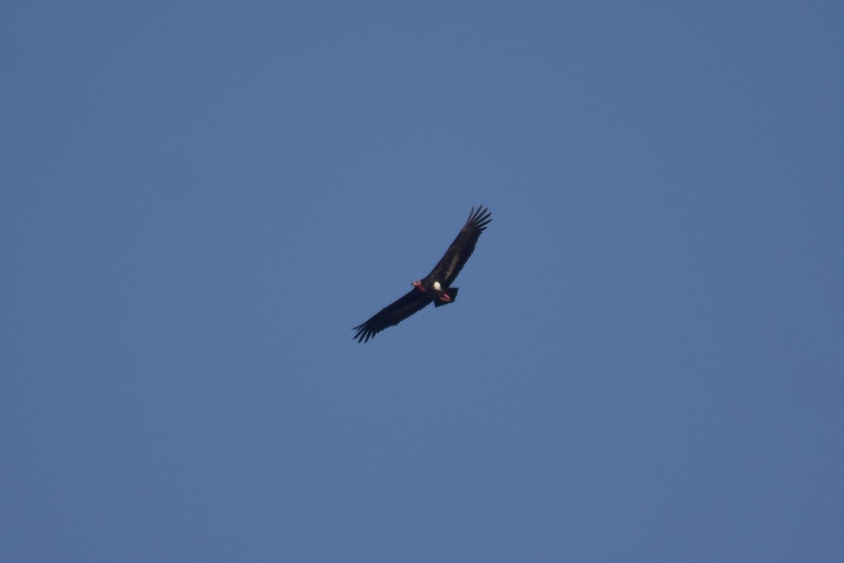 Red-headed Vulture - ML627087526