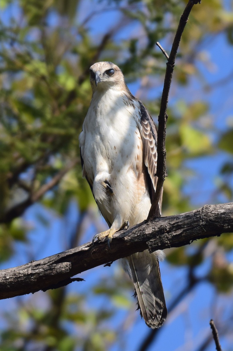 Changeable Hawk-Eagle - ML627087528