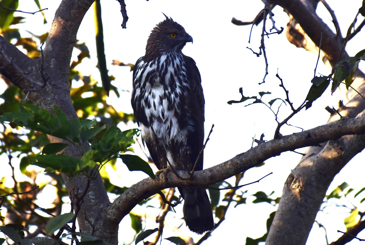 Changeable Hawk-Eagle - ML627087529