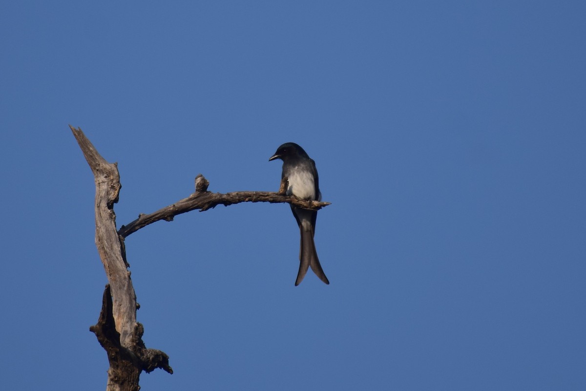 White-bellied Drongo - ML627087541