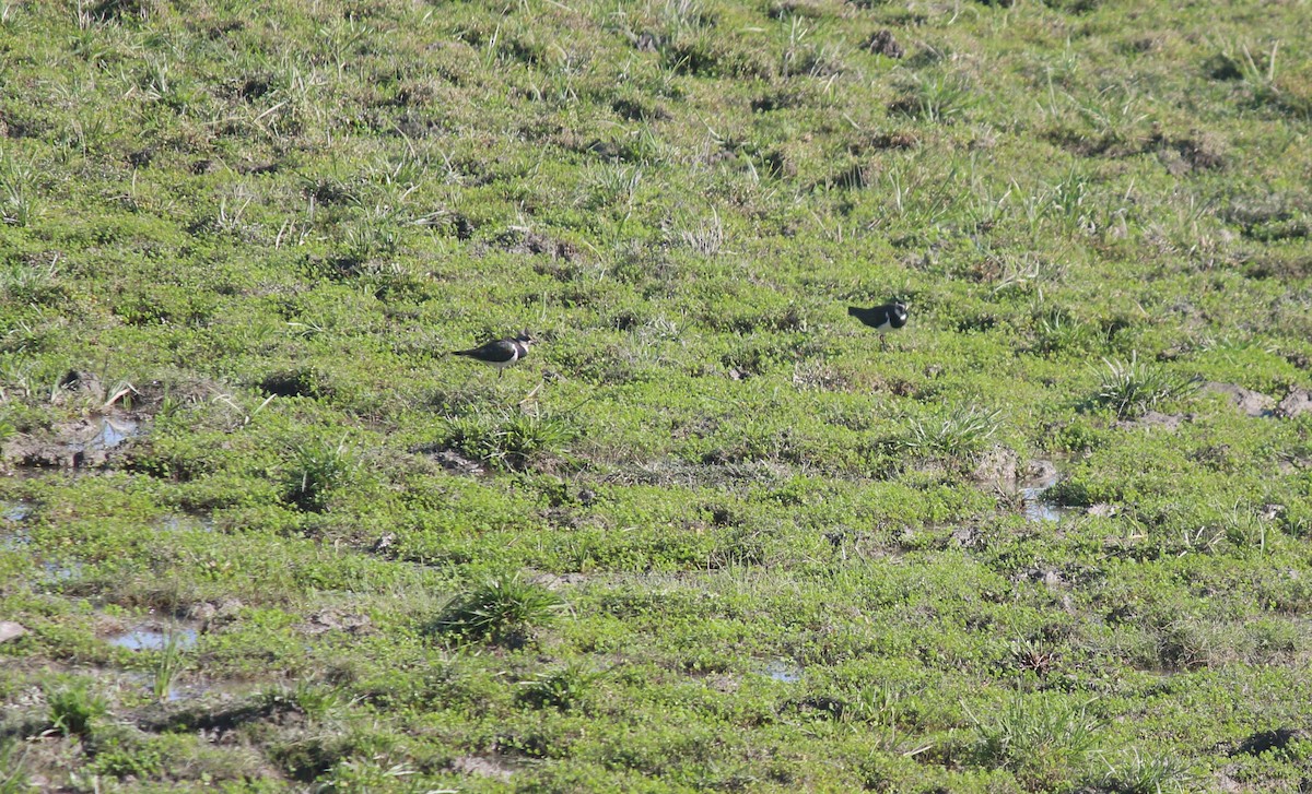 Northern Lapwing - ML627087542