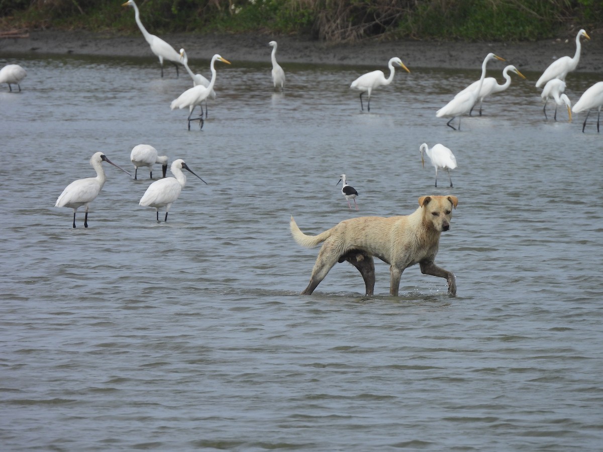 Black-faced Spoonbill - ML627087548