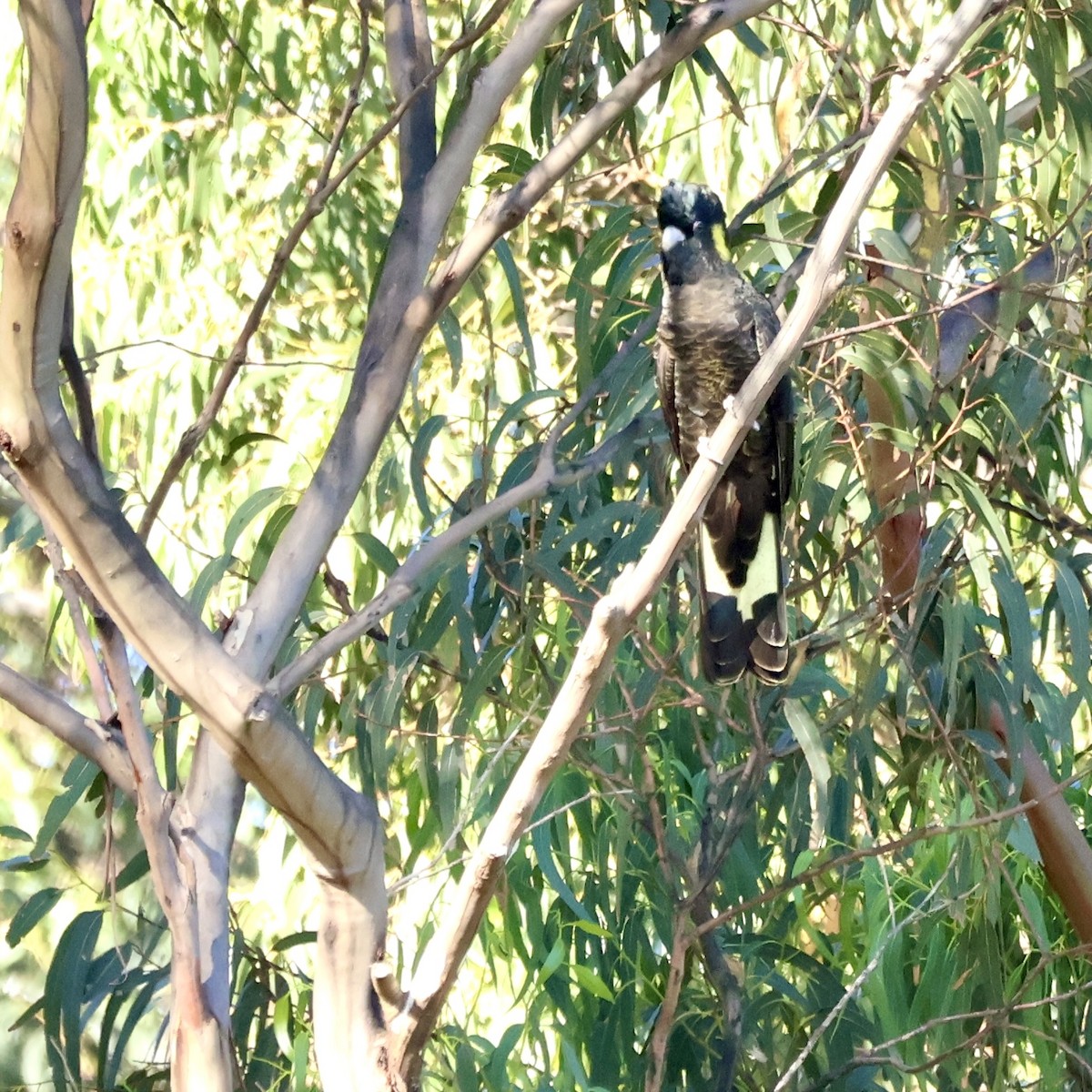 Yellow-tailed Black-Cockatoo - ML627087586