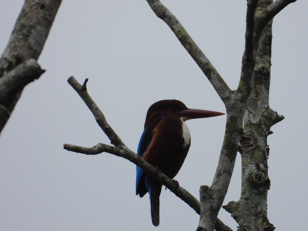 White-throated Kingfisher - ML627087595