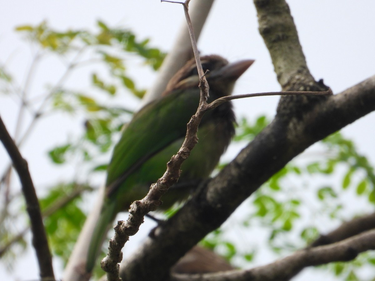 White-cheeked Barbet - ML627087600