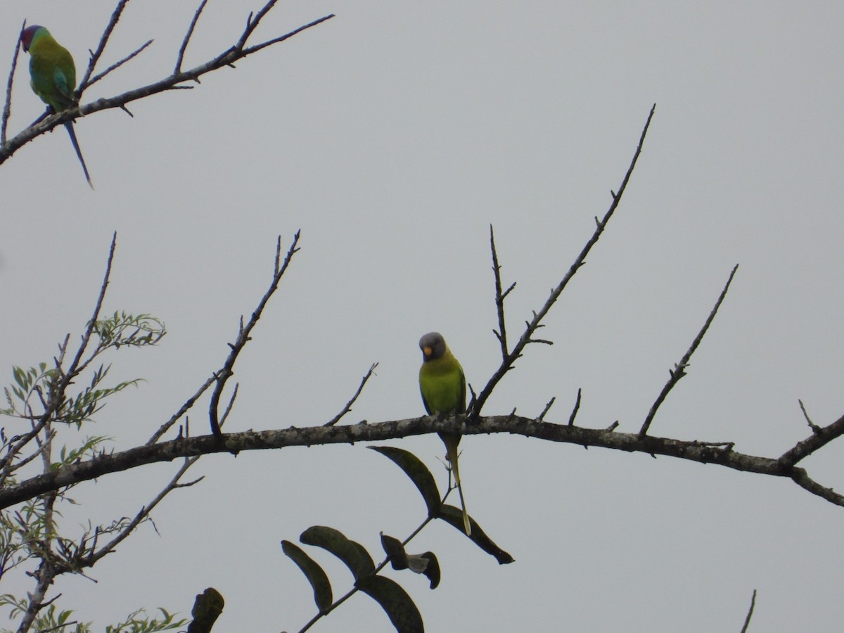 Plum-headed Parakeet - ML627087602