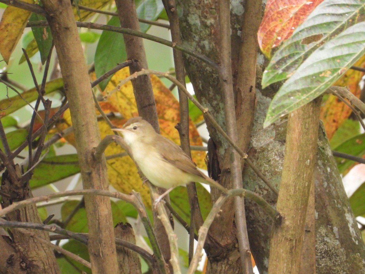 Blyth's Reed Warbler - ML627087616