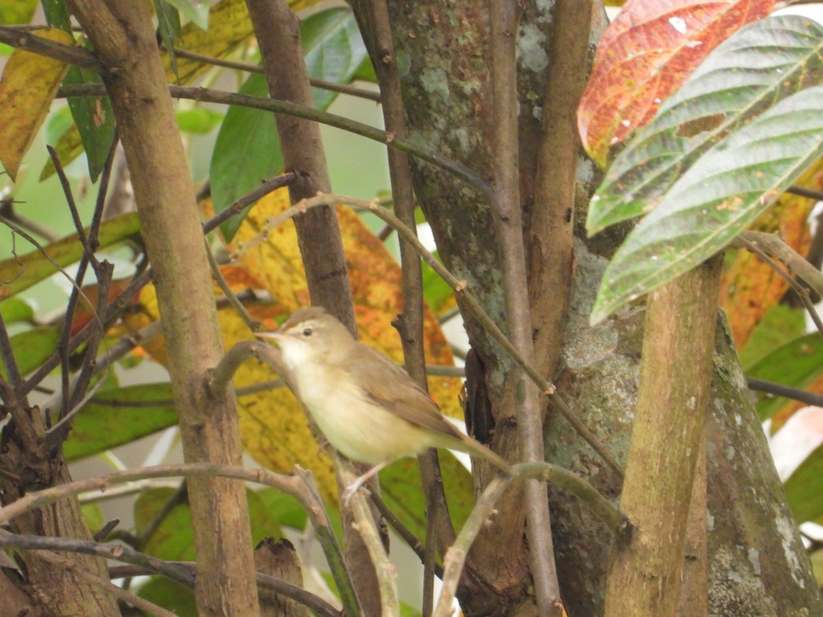 Blyth's Reed Warbler - ML627087617