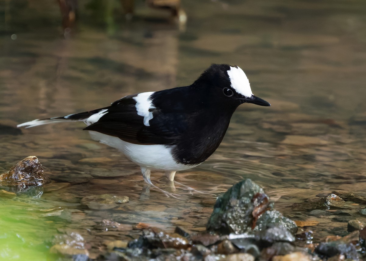 White-crowned Forktail (Malaysian) - ML627087641