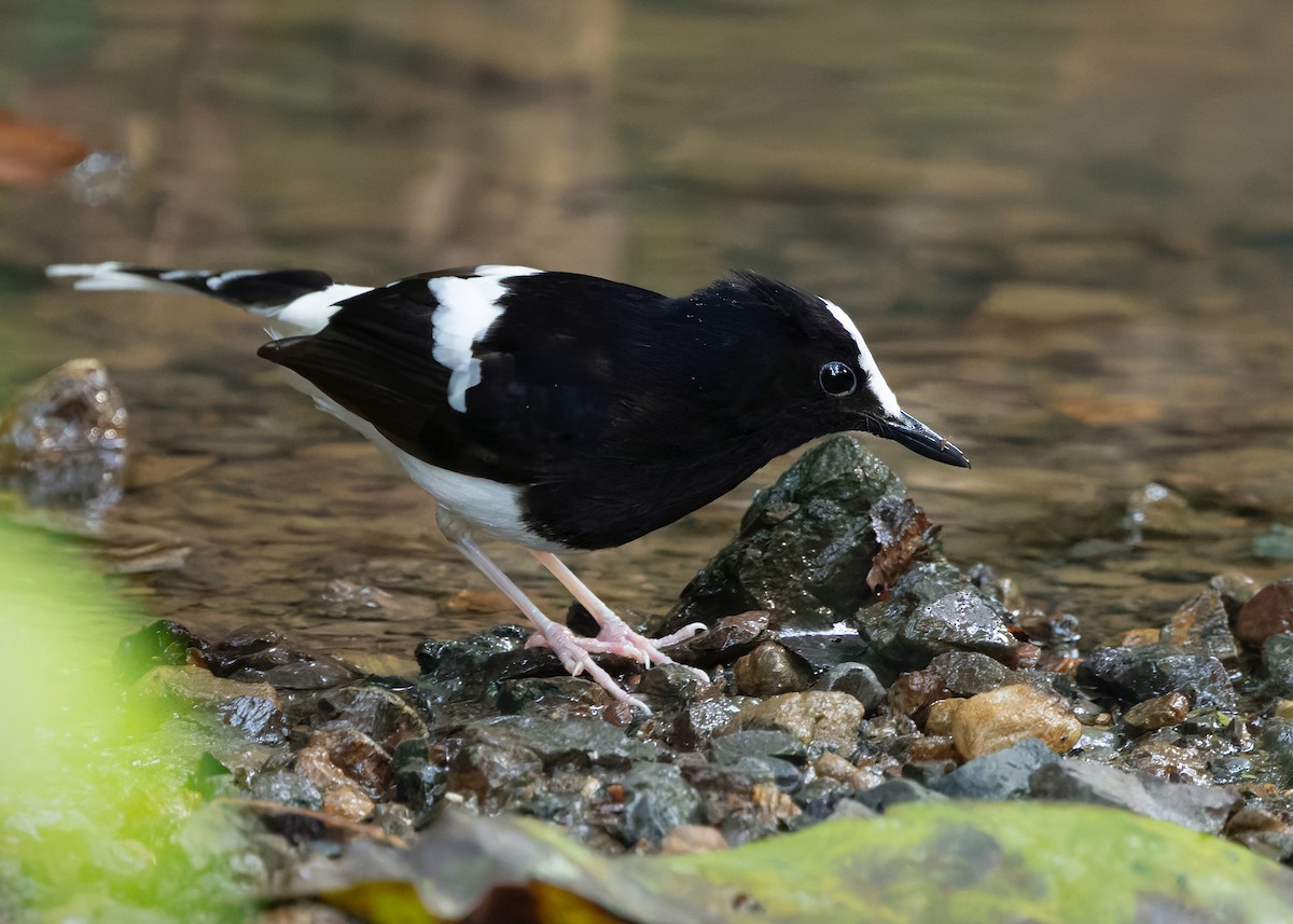 White-crowned Forktail (Malaysian) - ML627087643