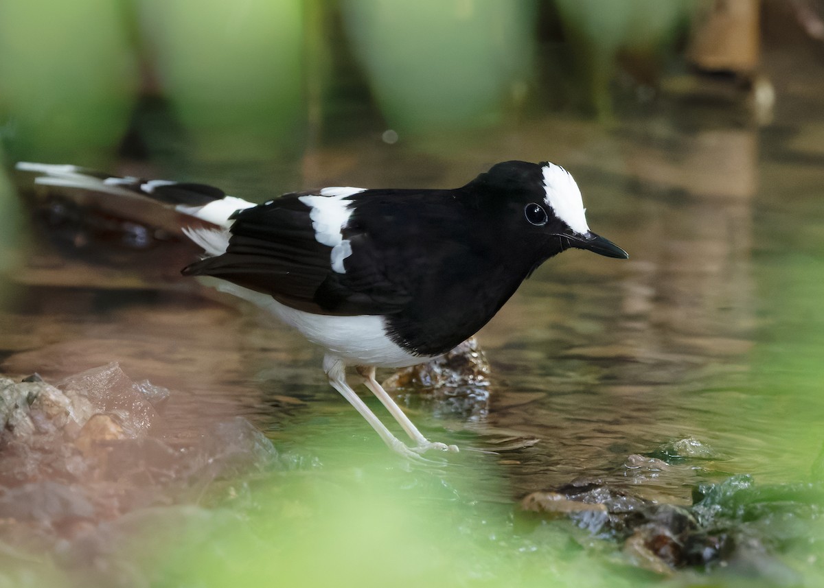 White-crowned Forktail (Malaysian) - ML627087644