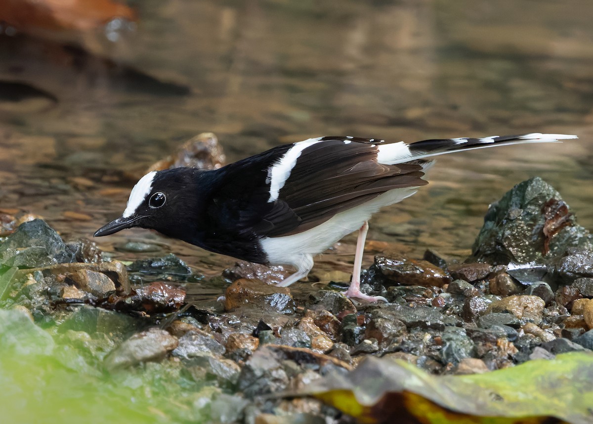 White-crowned Forktail (Malaysian) - ML627087646