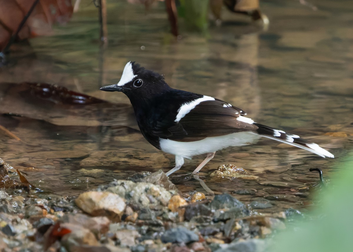 White-crowned Forktail (Malaysian) - ML627087647