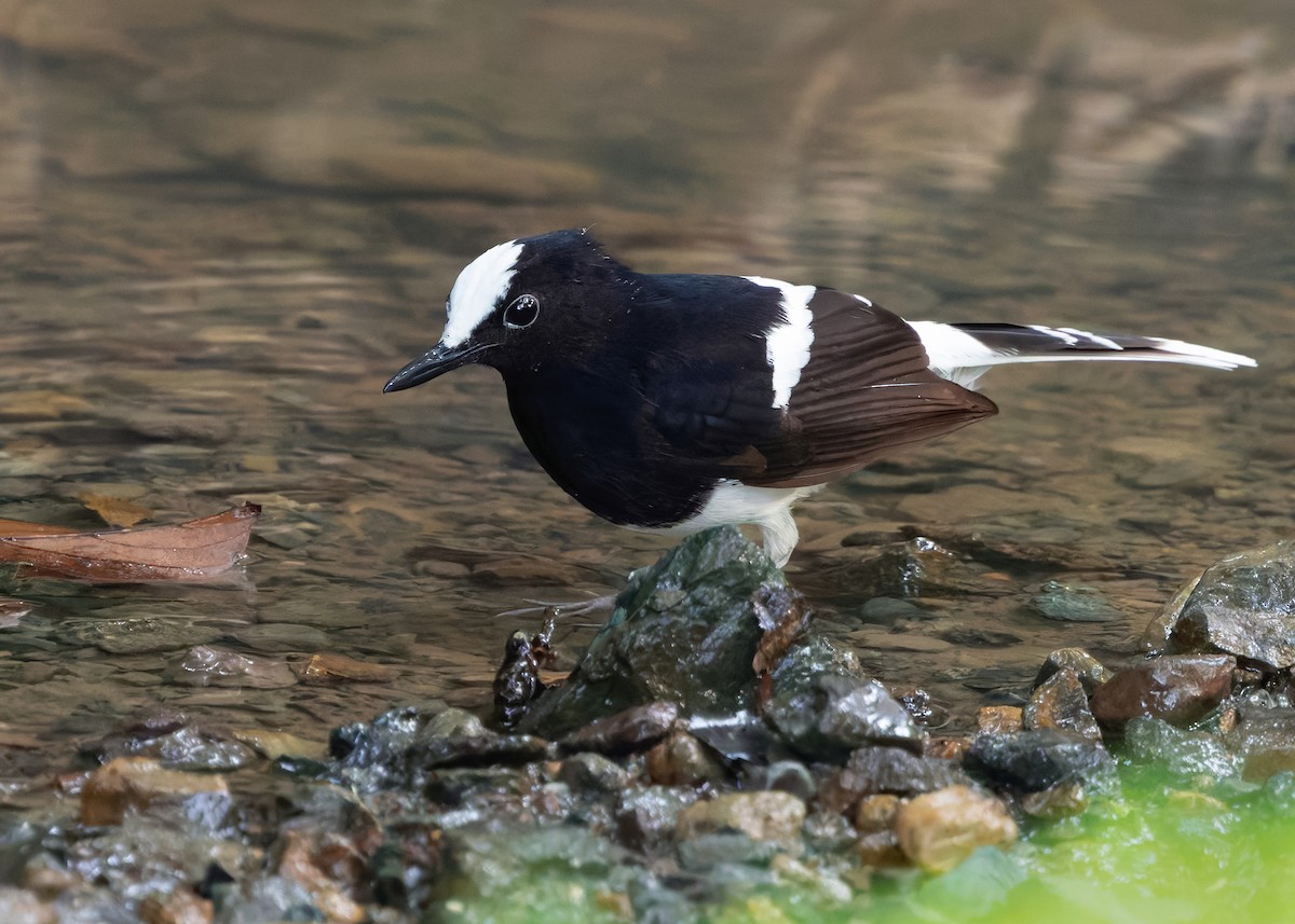 White-crowned Forktail (Malaysian) - ML627087648