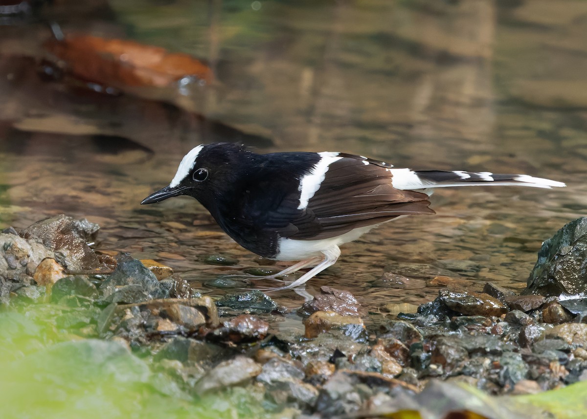 White-crowned Forktail (Malaysian) - ML627087649