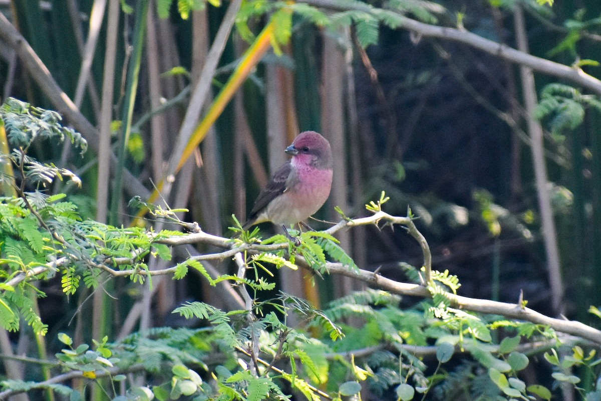 Common Rosefinch - ML627087650