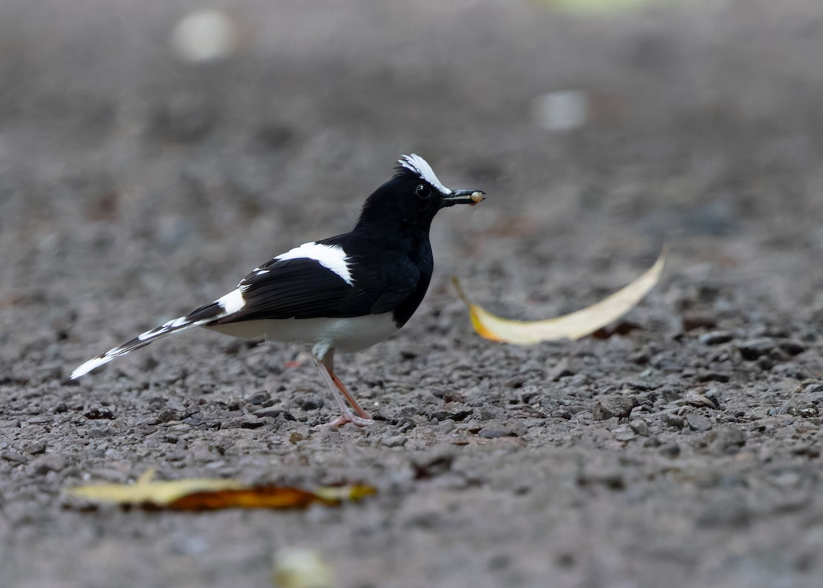 White-crowned Forktail (Malaysian) - ML627087651