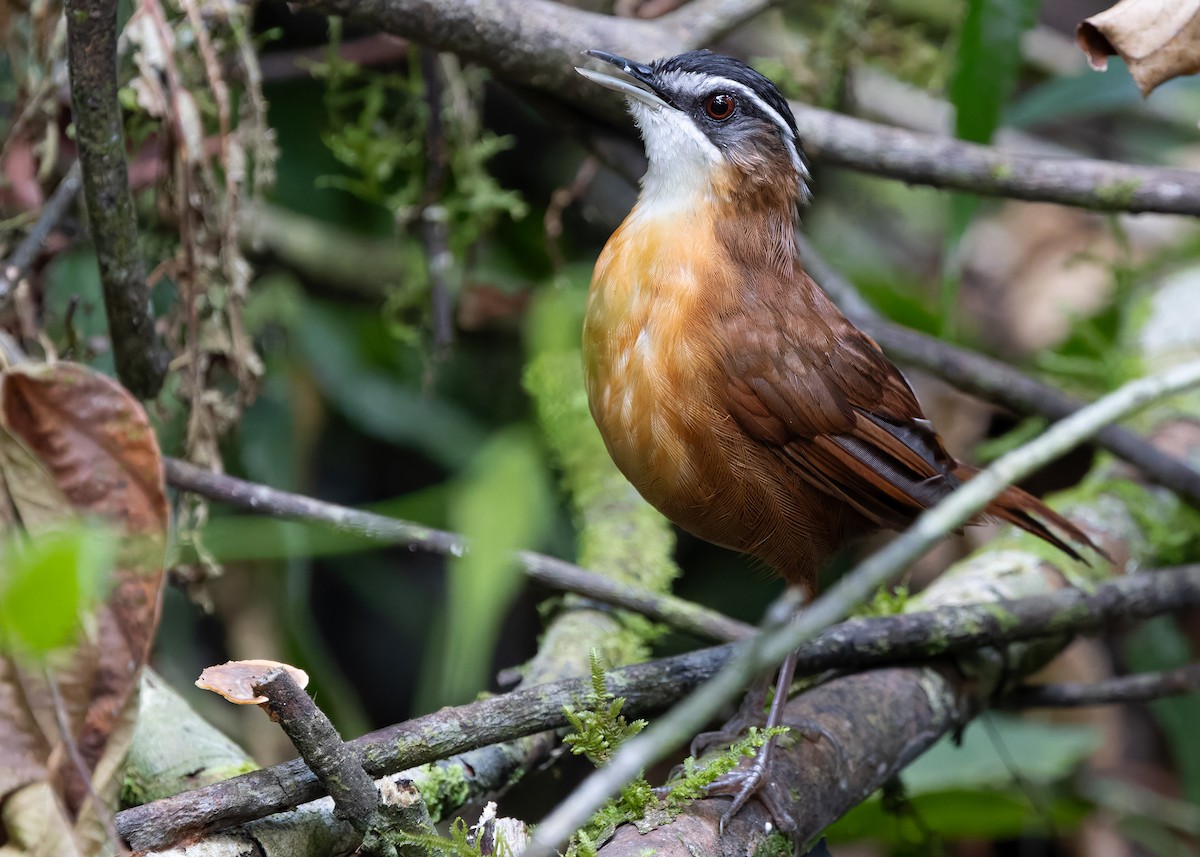 Bornean Black-capped Babbler - ML627087653