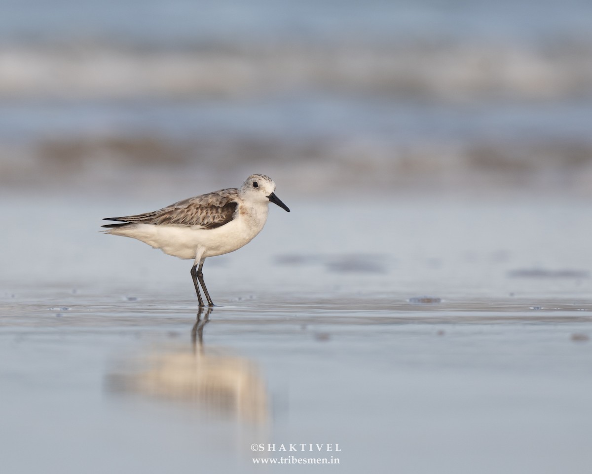 Sanderling - ML627087687