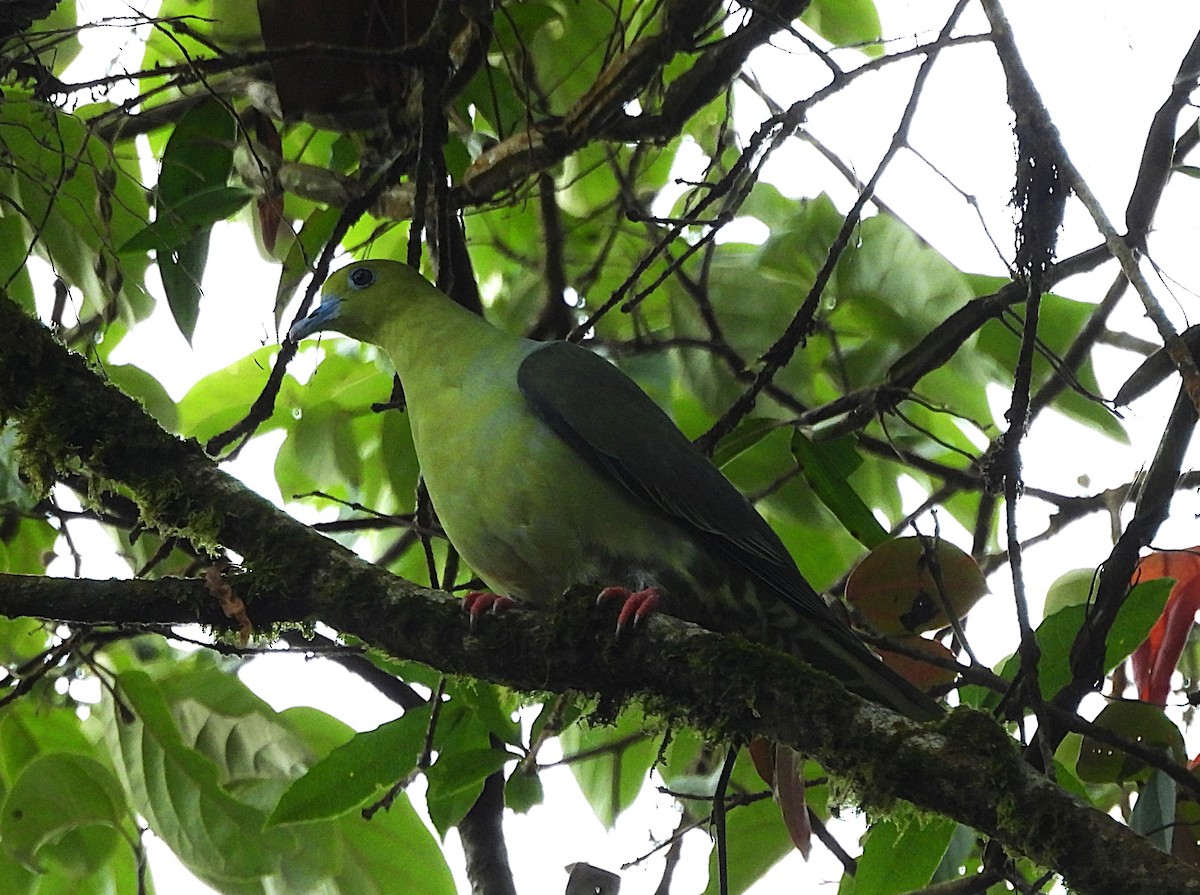 Wedge-tailed Green-Pigeon - ML627087774