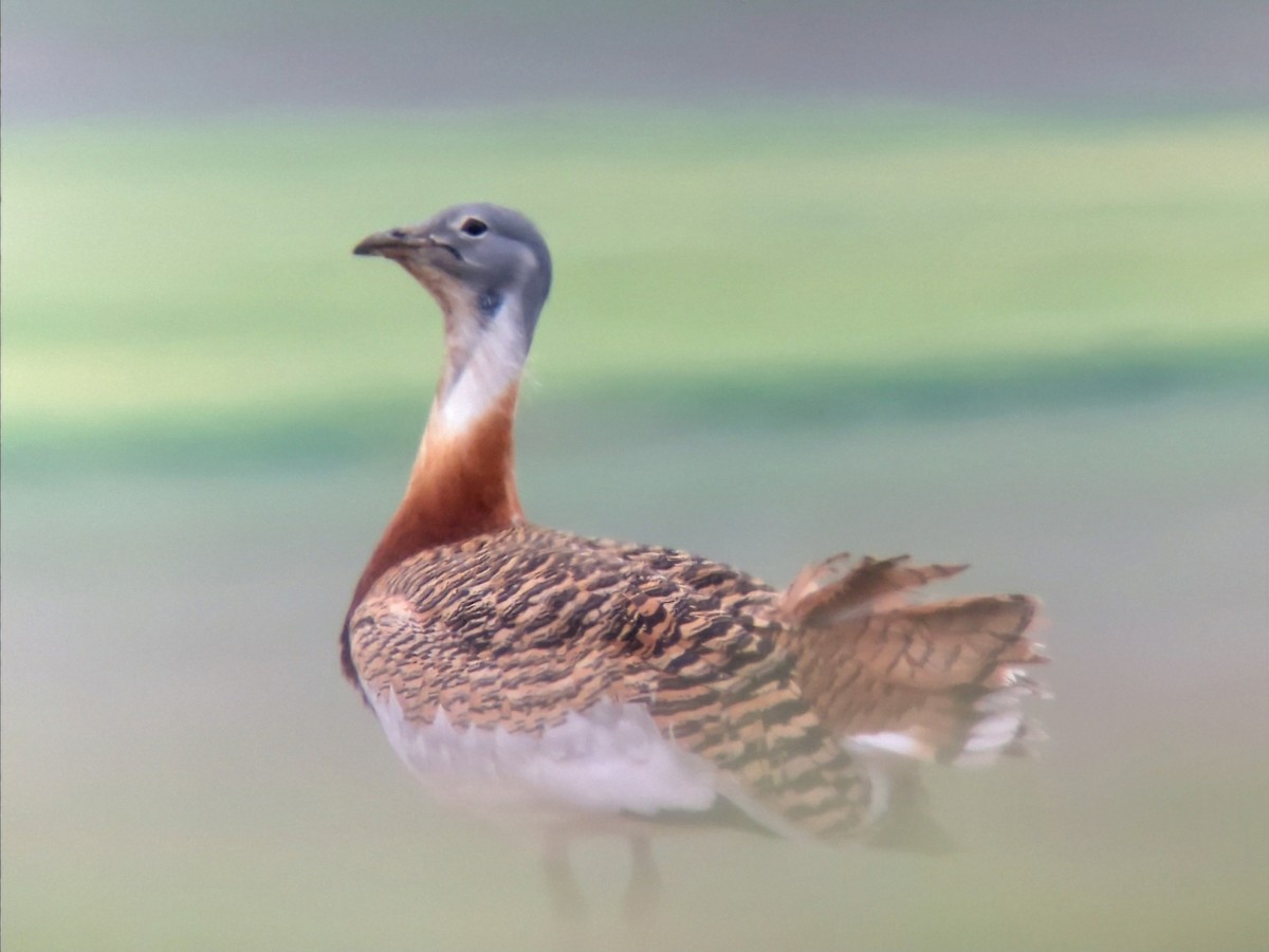 Great Bustard - ML627087986