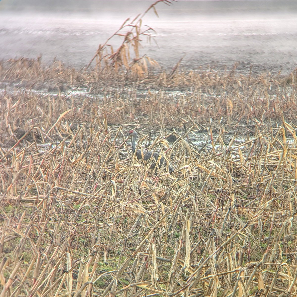Sandhill Crane - ML627088023