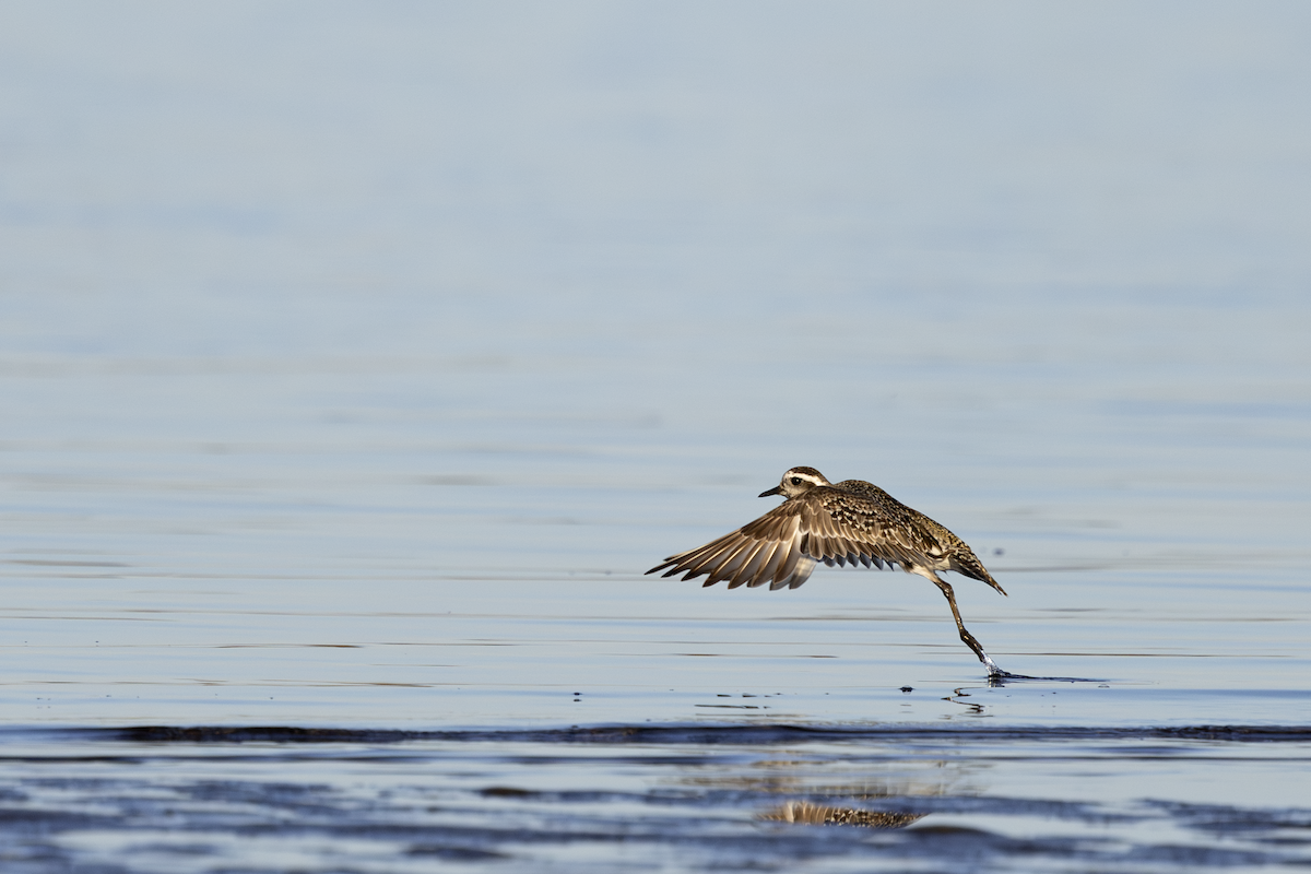 American Golden-Plover - ML627088026