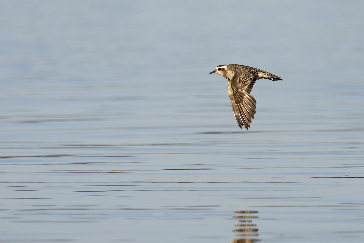 American Golden-Plover - ML627088027