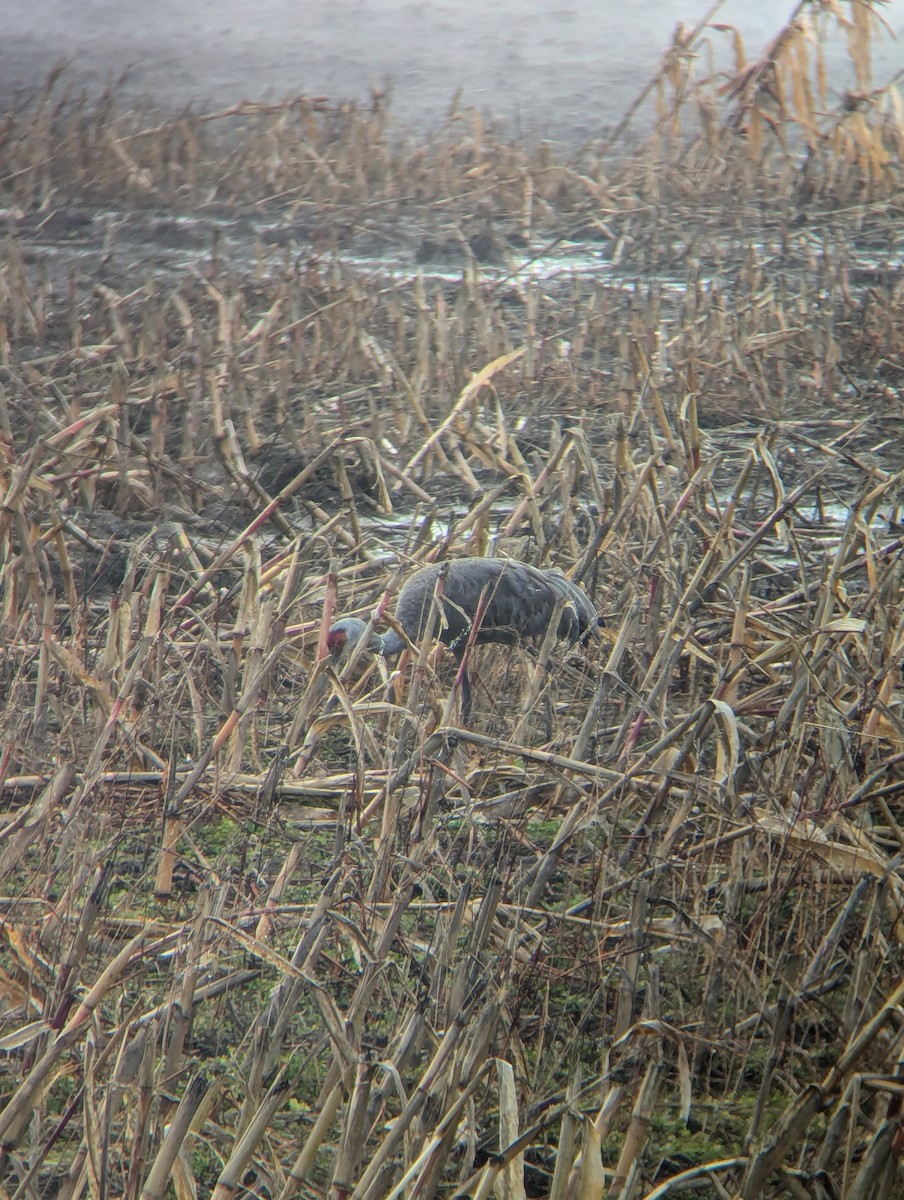 Sandhill Crane - ML627088033