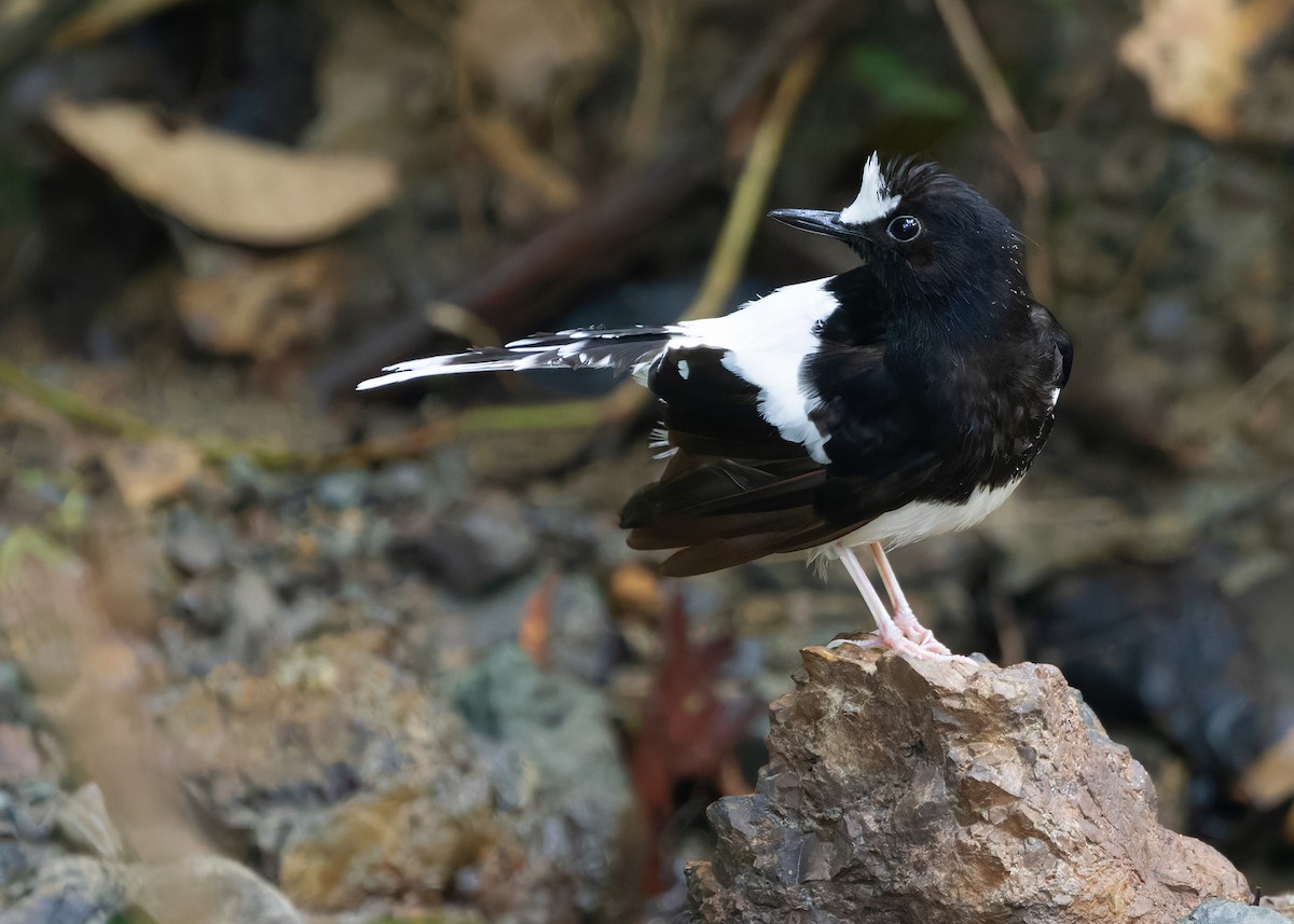 White-crowned Forktail (Malaysian) - ML627088043